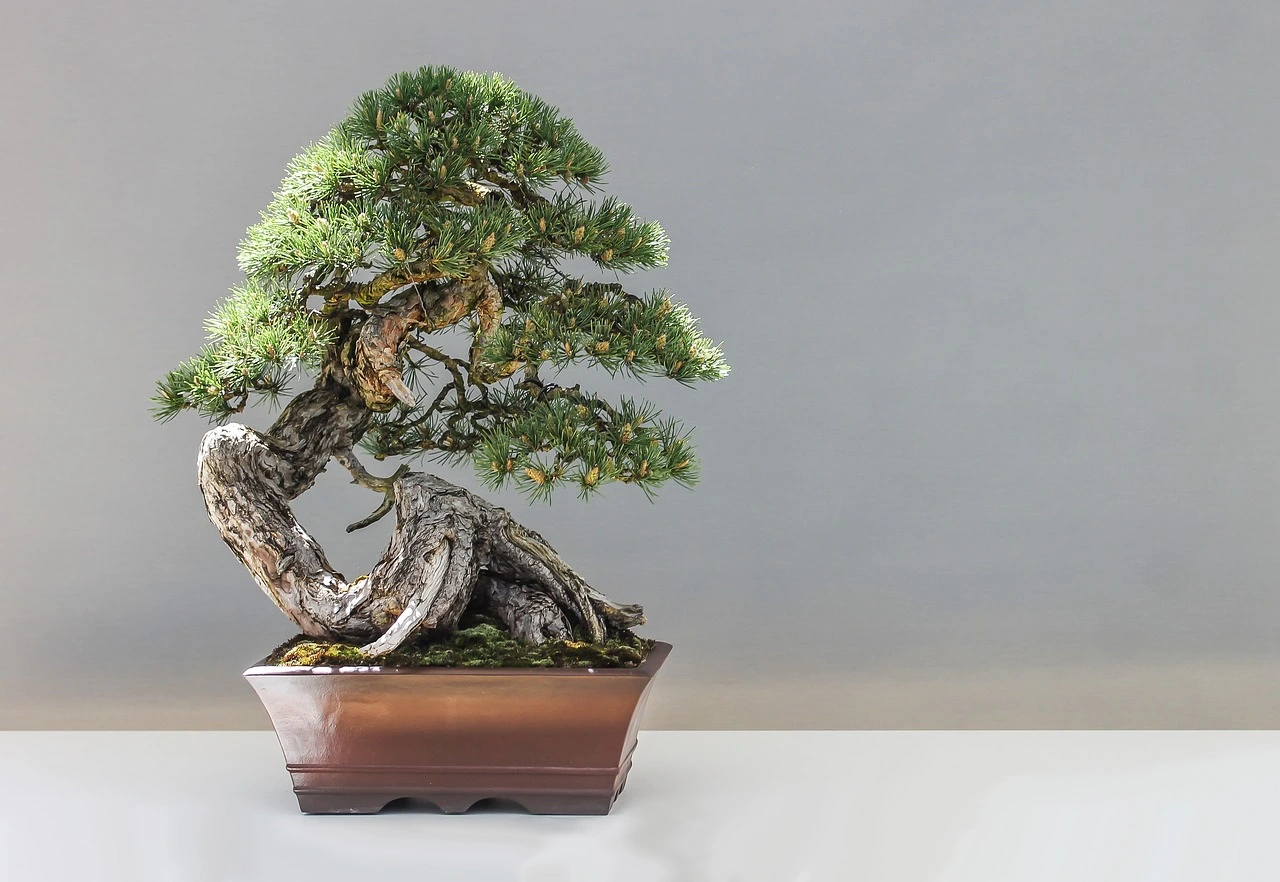 Bonsai: tutti i segreti per una cura perfetta, il consiglio degli esperti Bonsai: tutti i segreti per una cura perfetta, il consiglio degli esperti