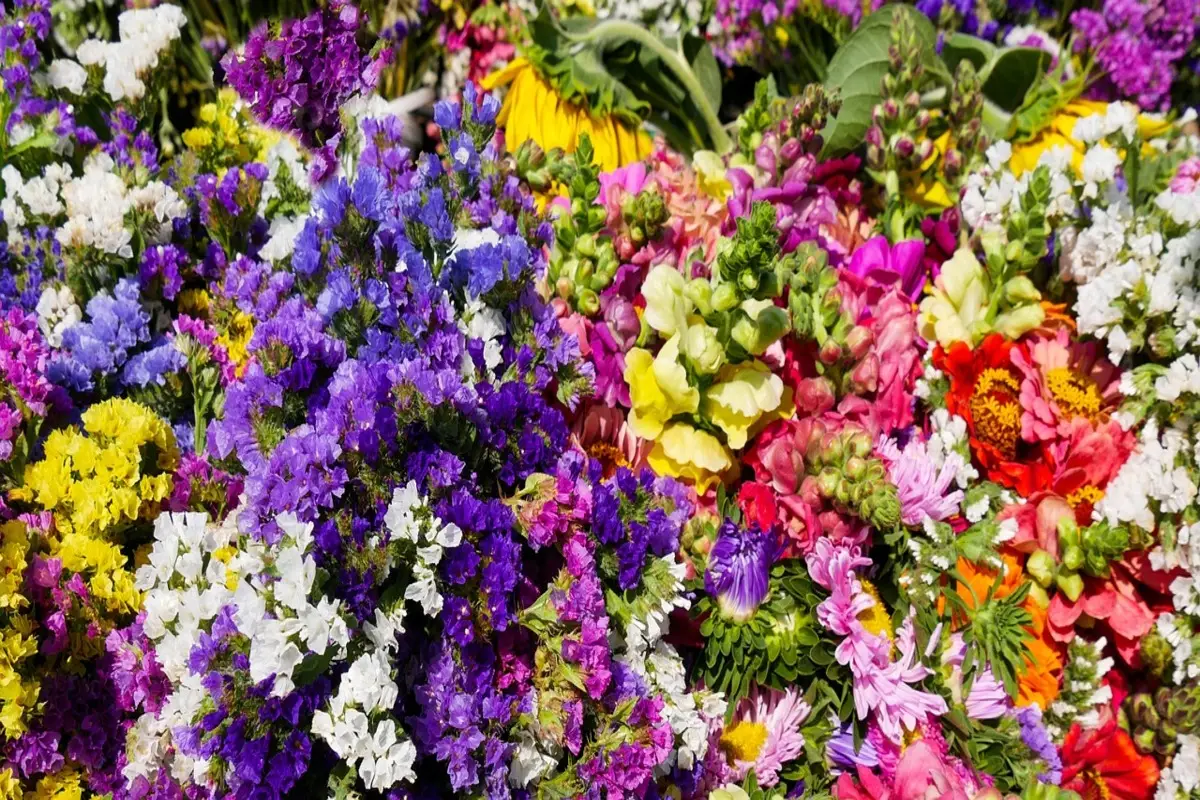 La pianta fiorita che fa impazzire il Sud: da Lidl a solo 1€, è resistente e non richiede cure particolari La pianta fiorita che fa impazzire il Sud: da Lidl a solo 1€, è resistente e non richiede cure particolari