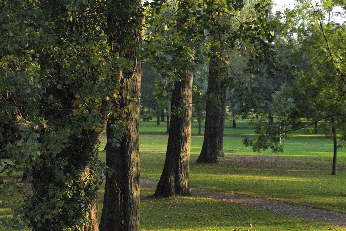 Evita di coltivare piante sotto gli alberi ad alto fusto perché sottraggono luce e sostanze nutritive Evita di coltivare piante sotto gli alberi ad alto fusto perché sottraggono luce e sostanze nutritive