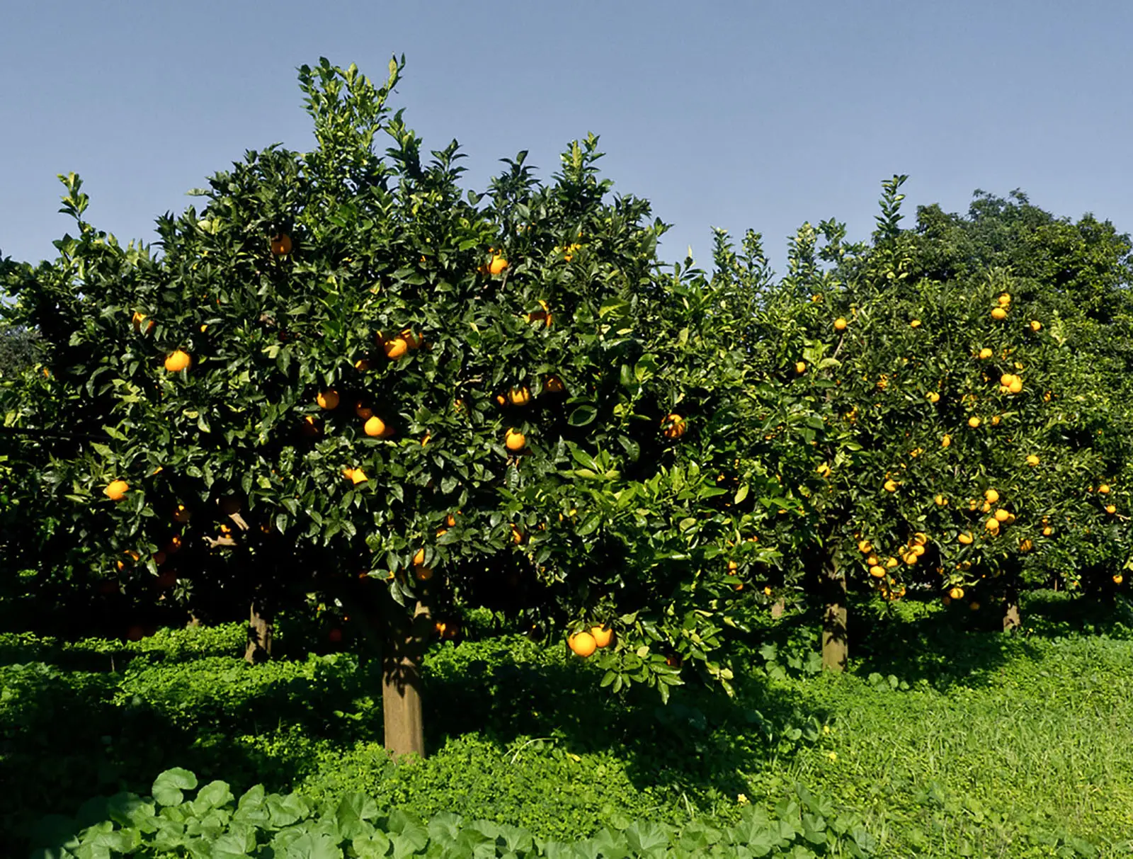 Evita di coltivare piante sotto gli alberi ad alto fusto perché sottraggono luce e sostanze nutritive Evita di coltivare piante sotto gli alberi ad alto fusto perché sottraggono luce e sostanze nutritive