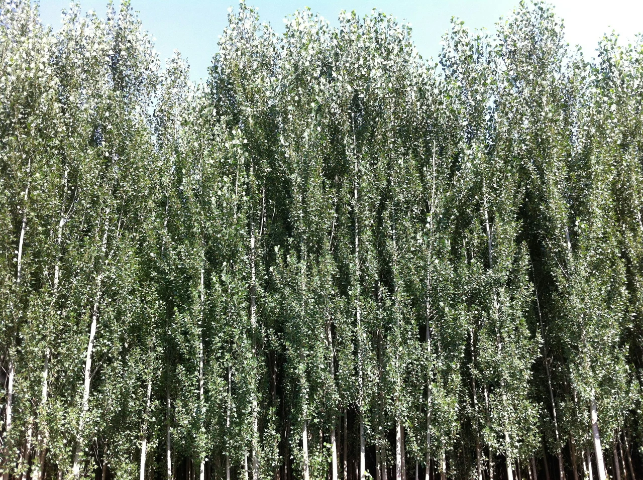 Evita di coltivare piante sotto gli alberi ad alto fusto perché sottraggono luce e sostanze nutritive Evita di coltivare piante sotto gli alberi ad alto fusto perché sottraggono luce e sostanze nutritive