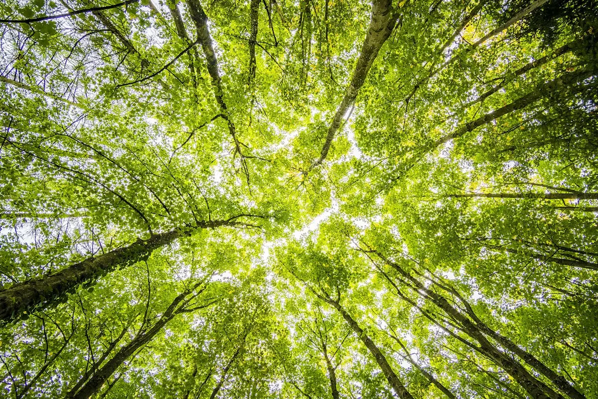 Evita di coltivare piante sotto gli alberi ad alto fusto perché sottraggono luce e sostanze nutritive Evita di coltivare piante sotto gli alberi ad alto fusto perché sottraggono luce e sostanze nutritive