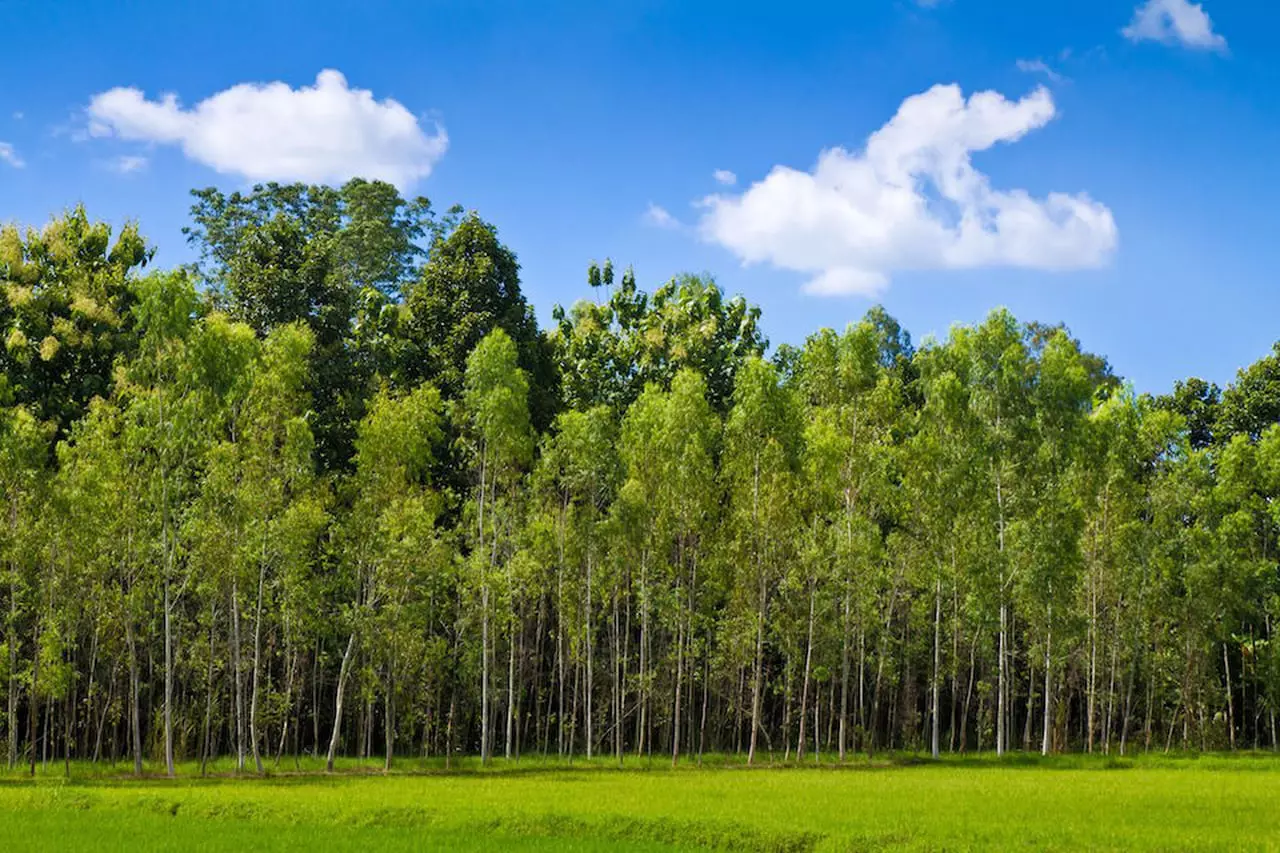 Evita di coltivare piante sotto gli alberi ad alto fusto perché sottraggono luce e sostanze nutritive Evita di coltivare piante sotto gli alberi ad alto fusto perché sottraggono luce e sostanze nutritive