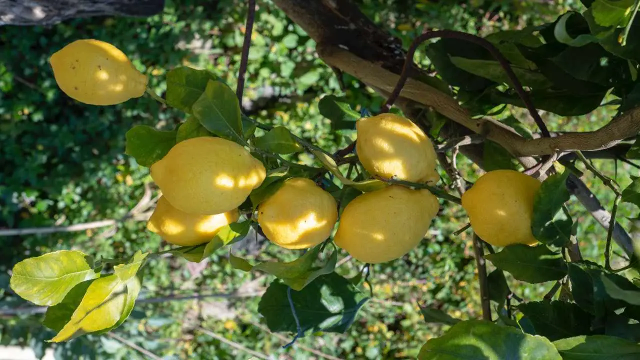 Tecniche di potatura del limone per una resa maggiore Tecniche di potatura del limone per una resa maggiore