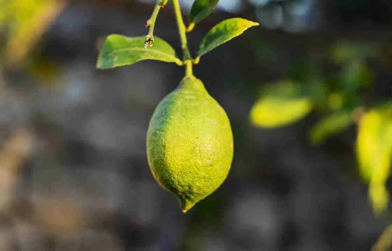 Tecniche di potatura del limone per una resa maggiore Tecniche di potatura del limone per una resa maggiore
