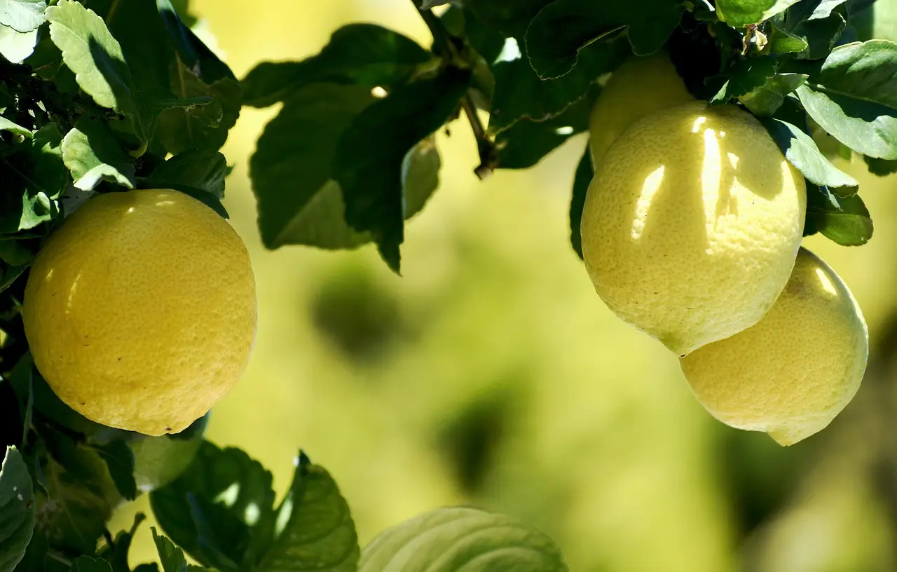 Tecniche di potatura del limone per una resa maggiore Tecniche di potatura del limone per una resa maggiore