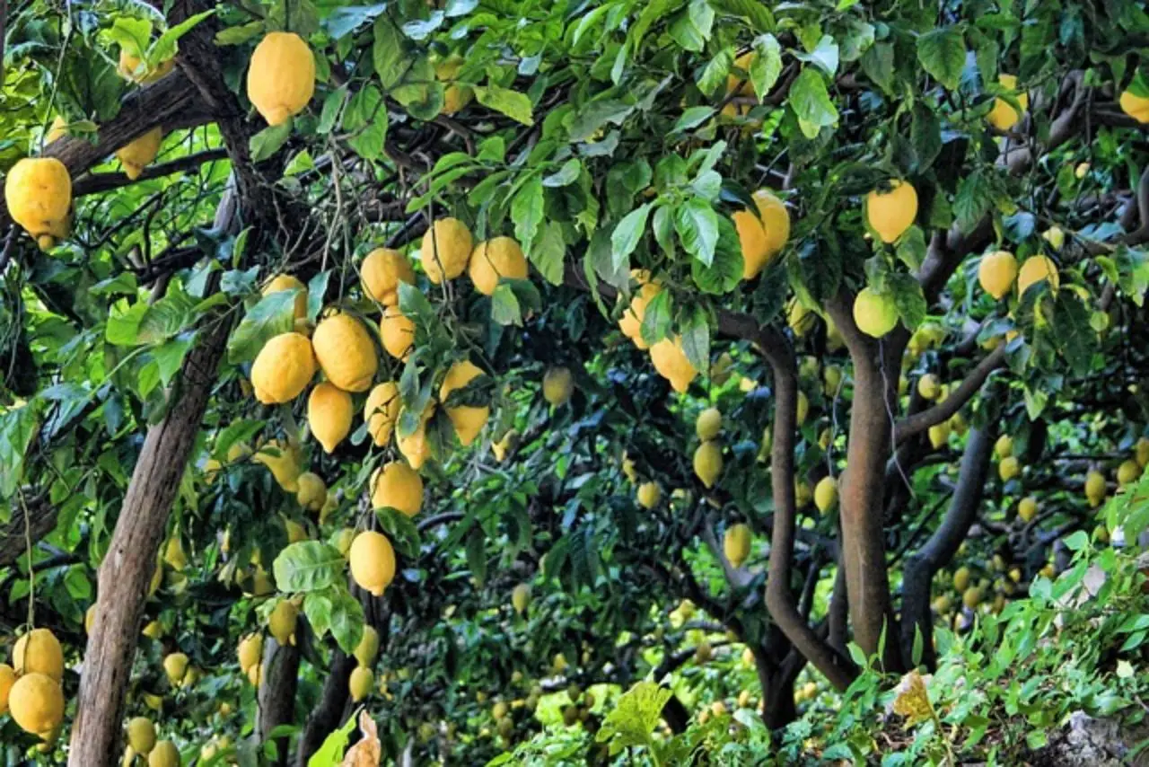 Tecniche di potatura del limone per una resa maggiore Tecniche di potatura del limone per una resa maggiore