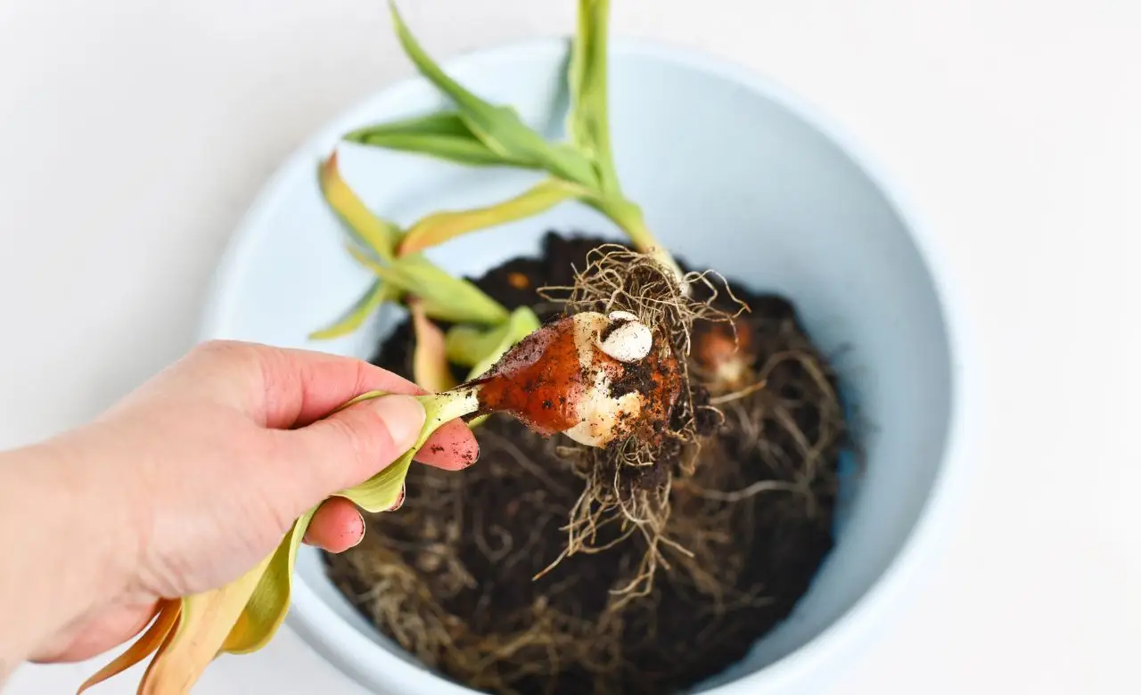 Come far rifiorire i bulbi di tulipano dopo la fioritura: il trucco degli esperti di giardinaggio Come far rifiorire i bulbi di tulipano dopo la fioritura: il trucco degli esperti di giardinaggio