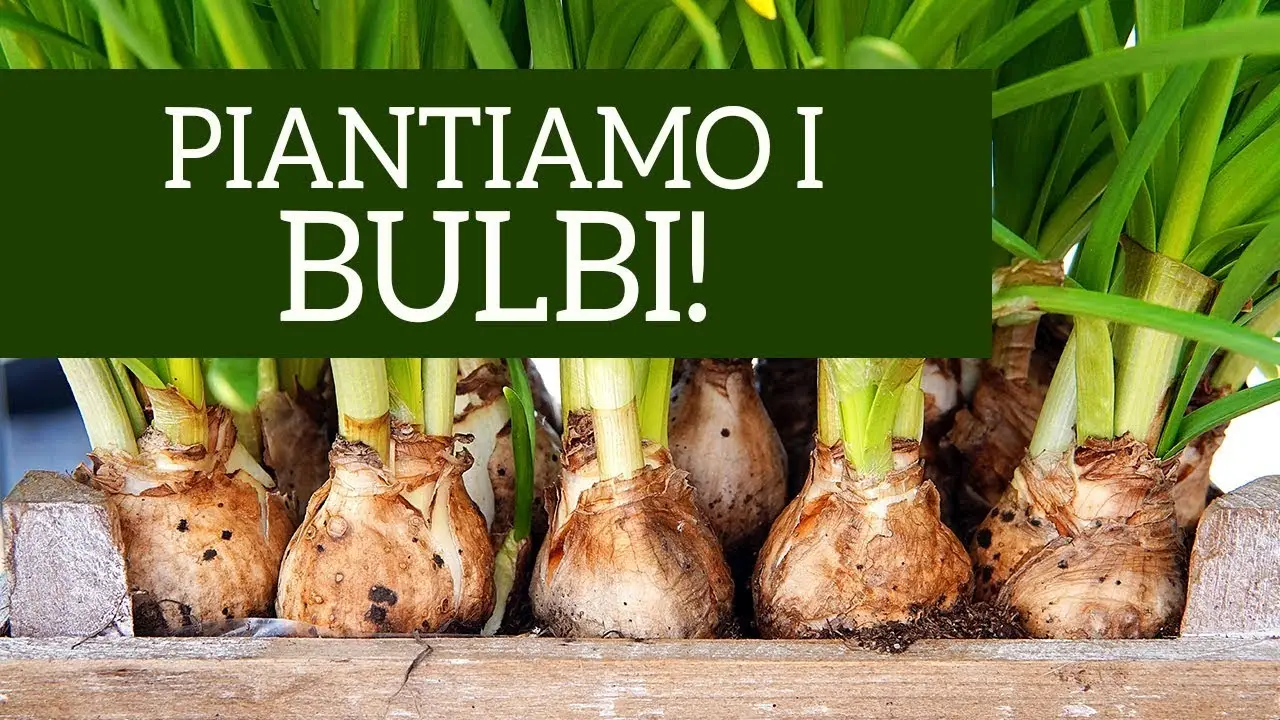 Come far rifiorire i bulbi di tulipano dopo la fioritura: il trucco degli esperti di giardinaggio Come far rifiorire i bulbi di tulipano dopo la fioritura: il trucco degli esperti di giardinaggio