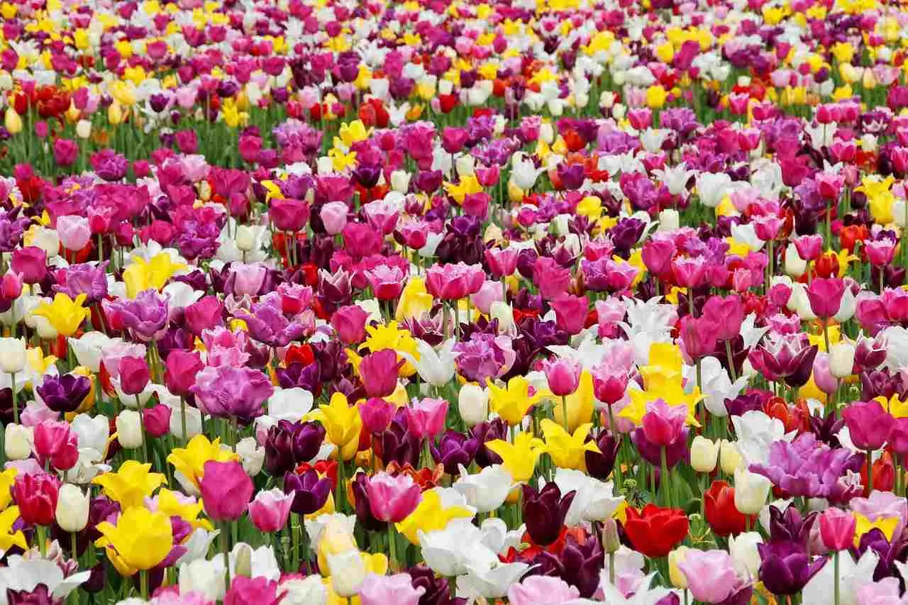 Come far rifiorire i bulbi di tulipano dopo la fioritura: il trucco degli esperti di giardinaggio Come far rifiorire i bulbi di tulipano dopo la fioritura: il trucco degli esperti di giardinaggio