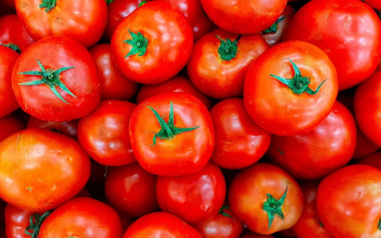 Come proteggere i pomodori dalle malattie più comuni secondo l’agronomo SC - malattie pomodori