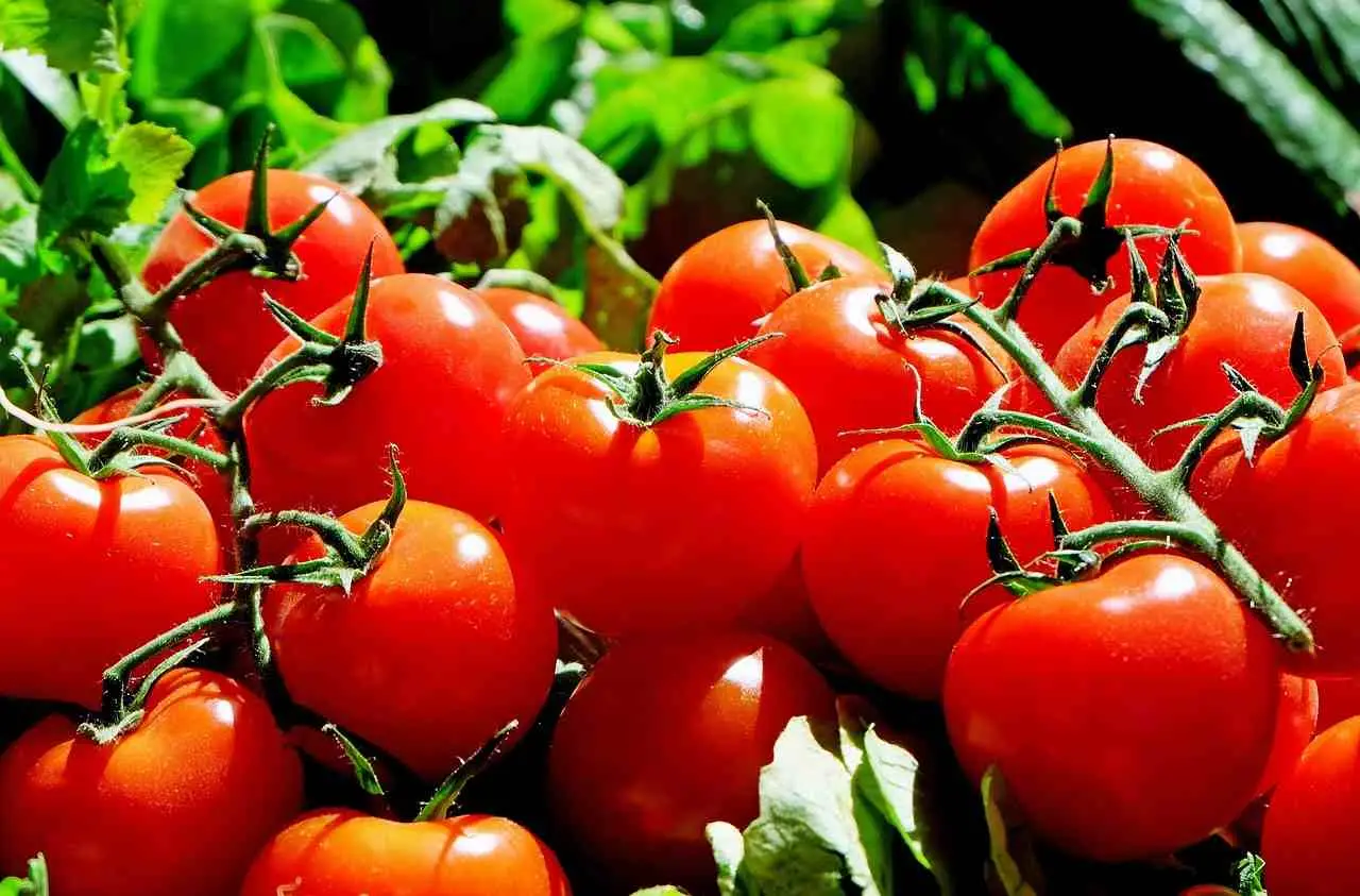 Come proteggere i pomodori dalle malattie più comuni secondo l’agronomo Come proteggere i pomodori dalle malattie più comuni secondo l’agronomo