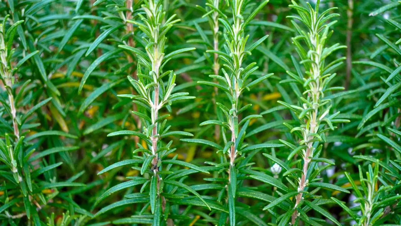 Come innaffiare il rosmarino per mantenerlo fresco: il metodo consigliato dagli esperti Come innaffiare il rosmarino per mantenerlo fresco: il metodo consigliato dagli esperti