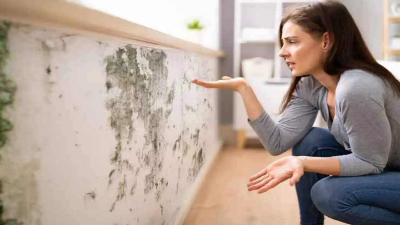 Come prevenire la muffa in casa con semplici gesti quotidiani Come prevenire la muffa in casa con semplici gesti quotidiani