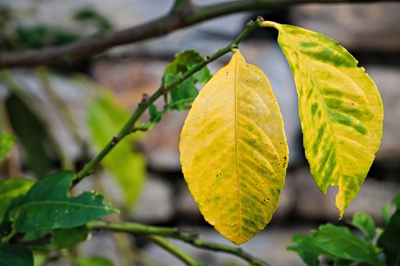 Cosa fare se le piante mostrano foglie ingiallite: consigli dell’agronomo SC - foglie ingiallite piante