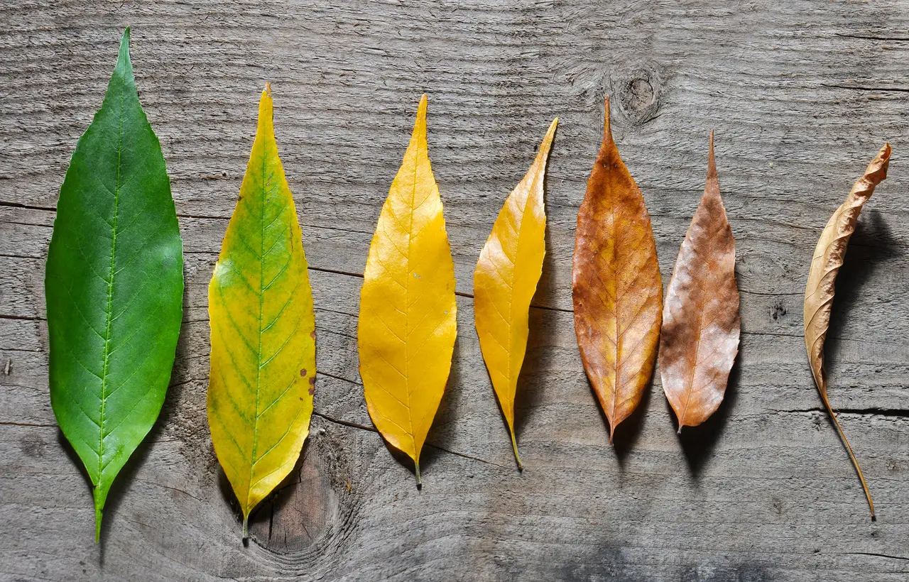 Cosa fare se le piante mostrano foglie ingiallite: consigli dell’agronomo Cosa fare se le piante mostrano foglie ingiallite: consigli dell’agronomo