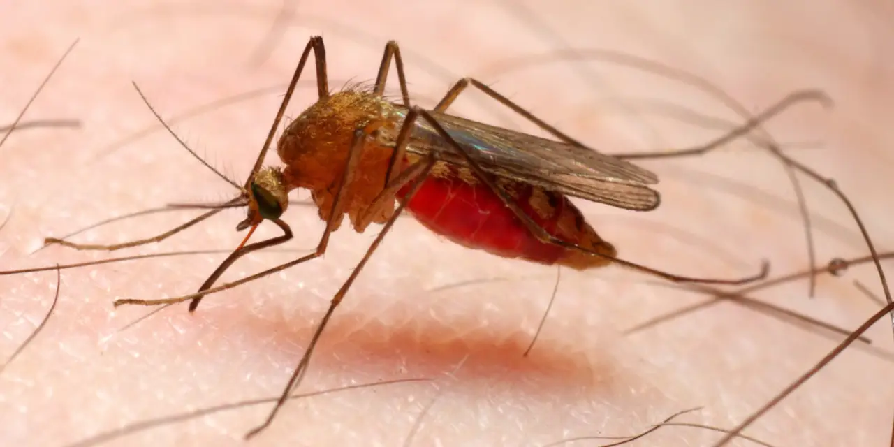 Repellente anti-zanzare naturale: come prepararlo in casa a costo zero SS - repellente zanzare naturale