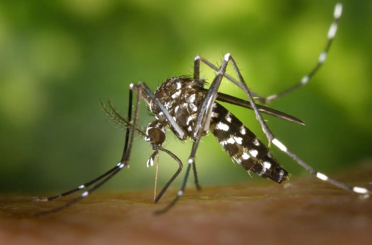 Repellente anti-zanzare naturale: come prepararlo in casa a costo zero SS - repellente zanzare naturale