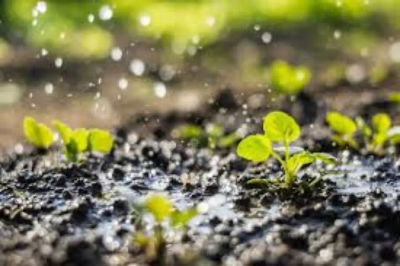 Il rimedio per evitare il ristagno d’acqua nei vasi Il rimedio per evitare il ristagno d’acqua nei vasi