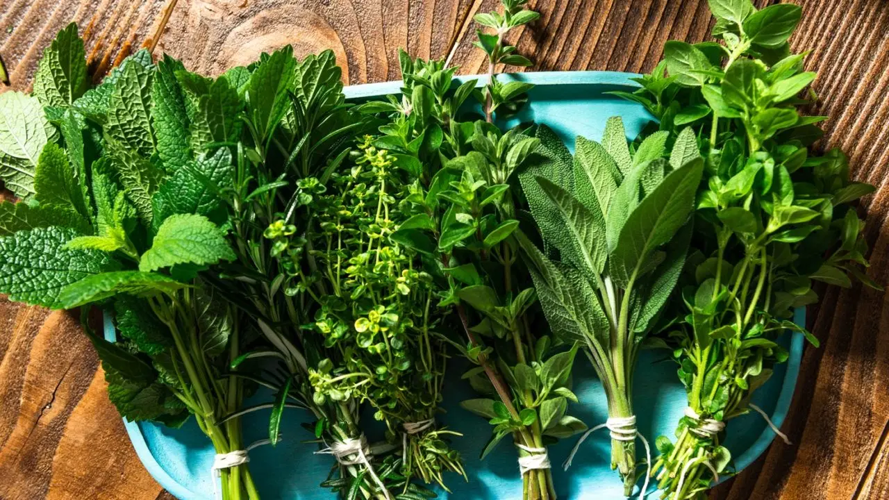 Coltivare erbe aromatiche in casa: trucchi dell’agronomo per risultati sorprendenti Coltivare erbe aromatiche in casa: trucchi dell’agronomo per risultati sorprendenti