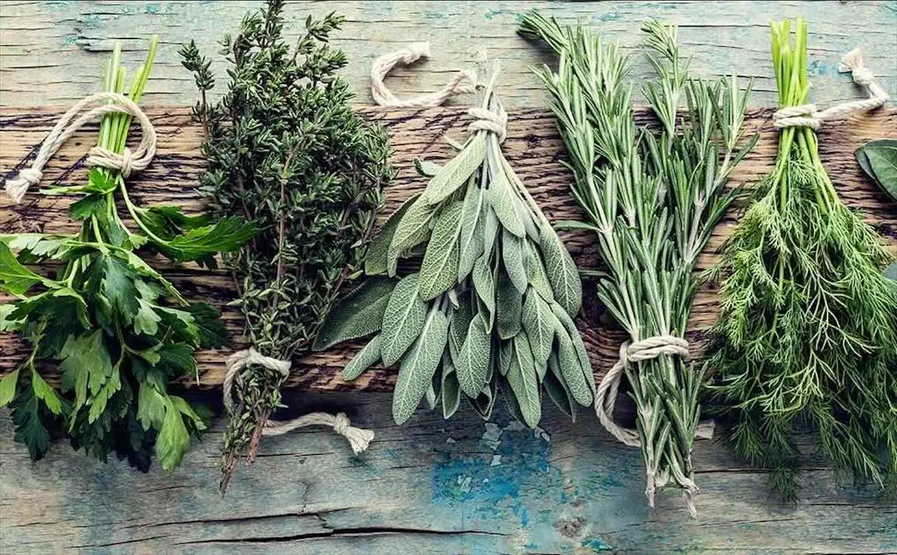 Le erbe aromatiche che resistono al freddo: ideali per l’inverno Le erbe aromatiche che resistono al freddo: ideali per l’inverno