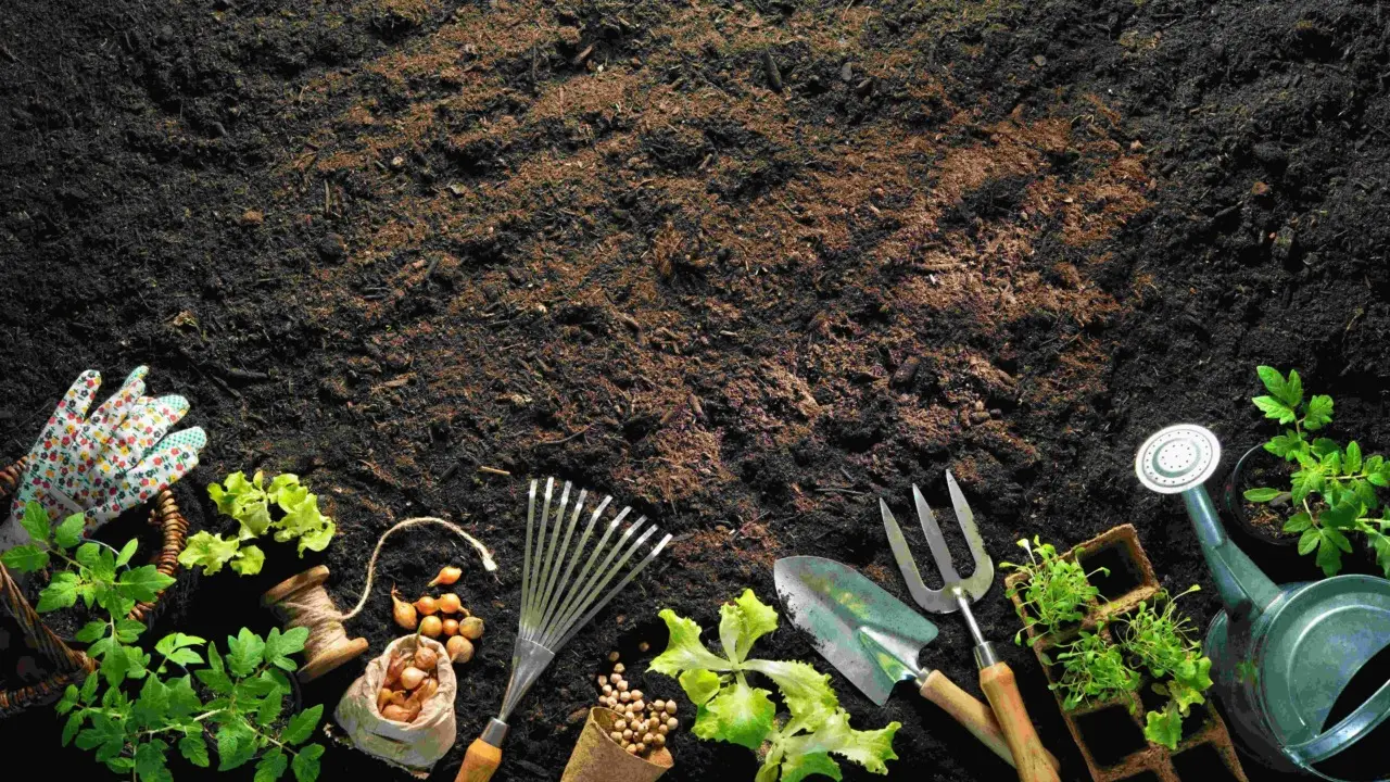 Pacciamatura ecologica: quali materiali scegliere per proteggere le tue piante Pacciamatura ecologica: quali materiali scegliere per proteggere le tue piante