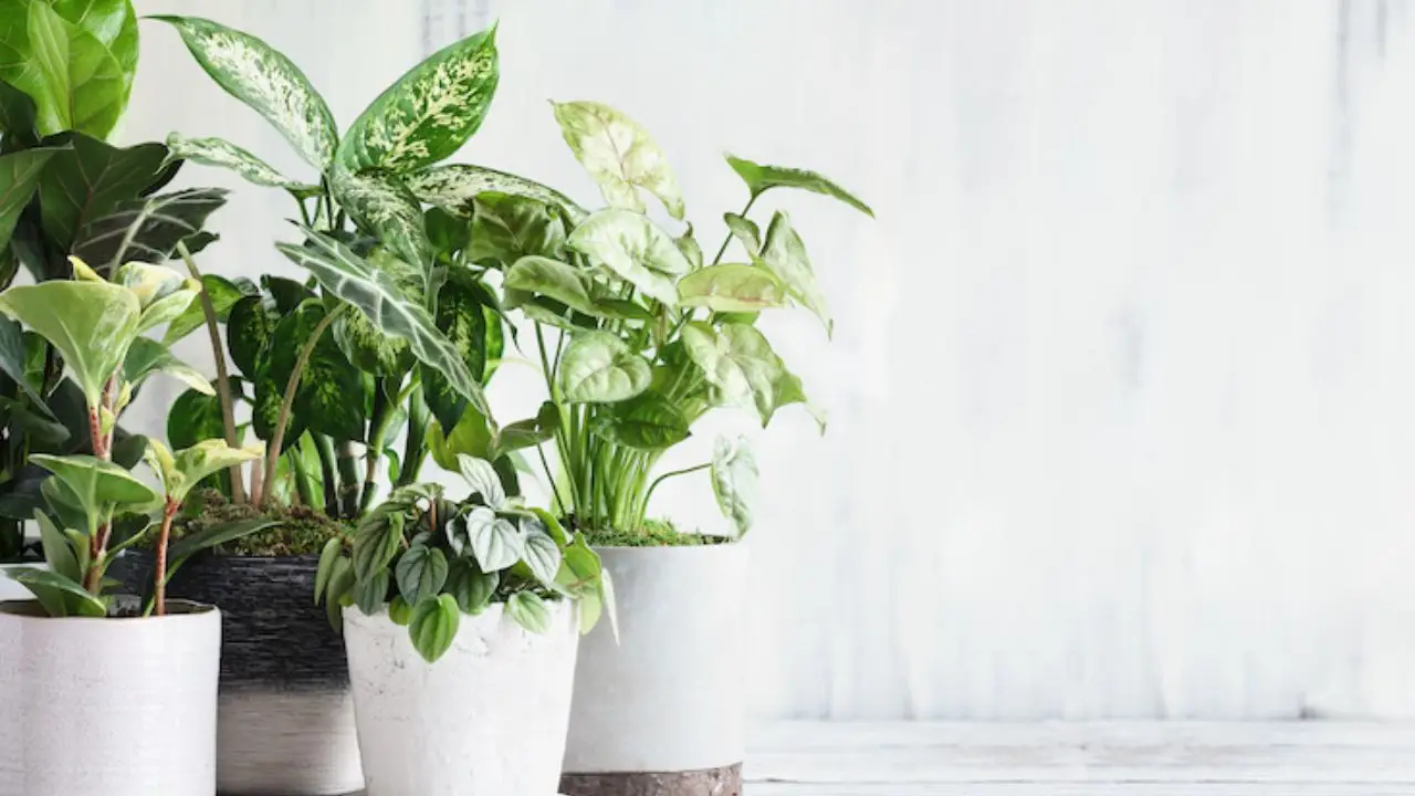 Piante ornamentali da interno: quali varietà migliorano la qualità dell’aria Piante ornamentali da interno: quali varietà migliorano la qualità dell’aria