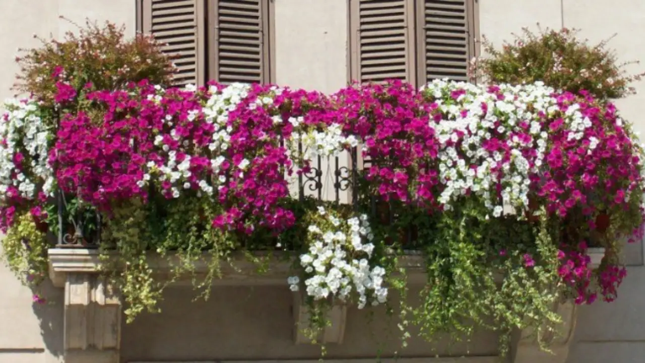 Balcone fiorito tutto l’anno: pianta questa specie ad aprile per risultati duraturi Balcone fiorito tutto l’anno: pianta questa specie ad aprile per risultati duraturi