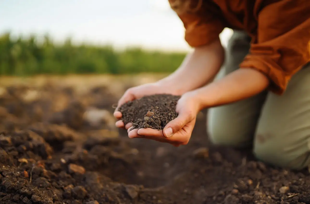 Come scegliere il terriccio giusto per ogni pianta Come scegliere il terriccio giusto per ogni pianta
