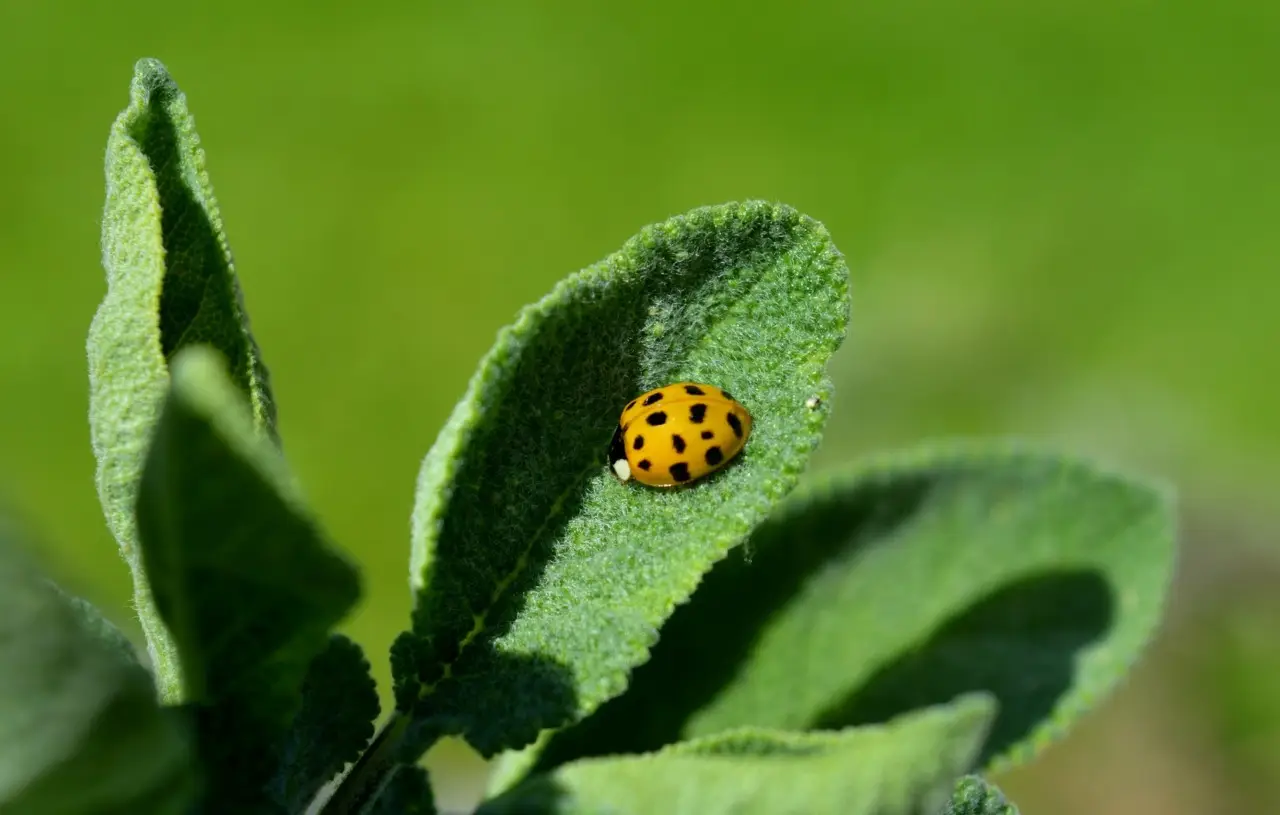 Attira le coccinelle in giardino: i consigli di un entomologo per un orto sano Attira le coccinelle in giardino: i consigli di un entomologo per un orto sano