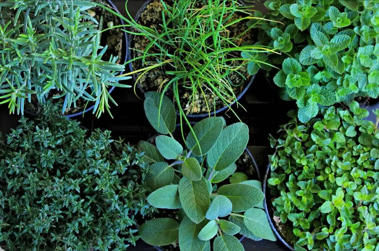 Piante aromatiche sul balcone: come difenderle naturalmente dai parassiti Piante aromatiche sul balcone: come difenderle naturalmente dai parassiti