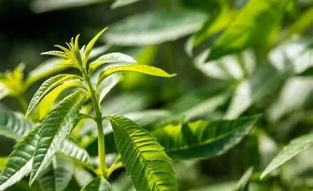 Fiori anti-zanzare: quali varietà scegliere per un'estate senza punture Fiori anti-zanzare: quali varietà scegliere per un'estate senza punture