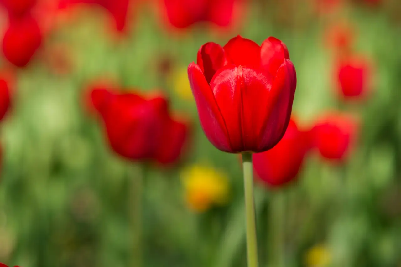 Bulbi di tulipano dopo la fioritura: il consiglio dell’esperto per farli rifiorire Bulbi di tulipano dopo la fioritura: il consiglio dell’esperto per farli rifiorire
