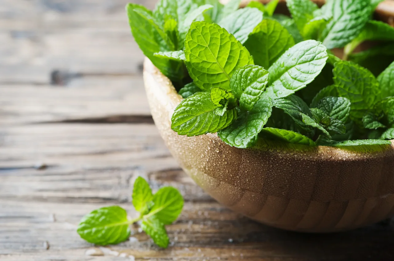 Menta piperita in giardino: benefici e utilizzi consigliati dall’agronomo Menta piperita in giardino: benefici e utilizzi consigliati dall’agronomo