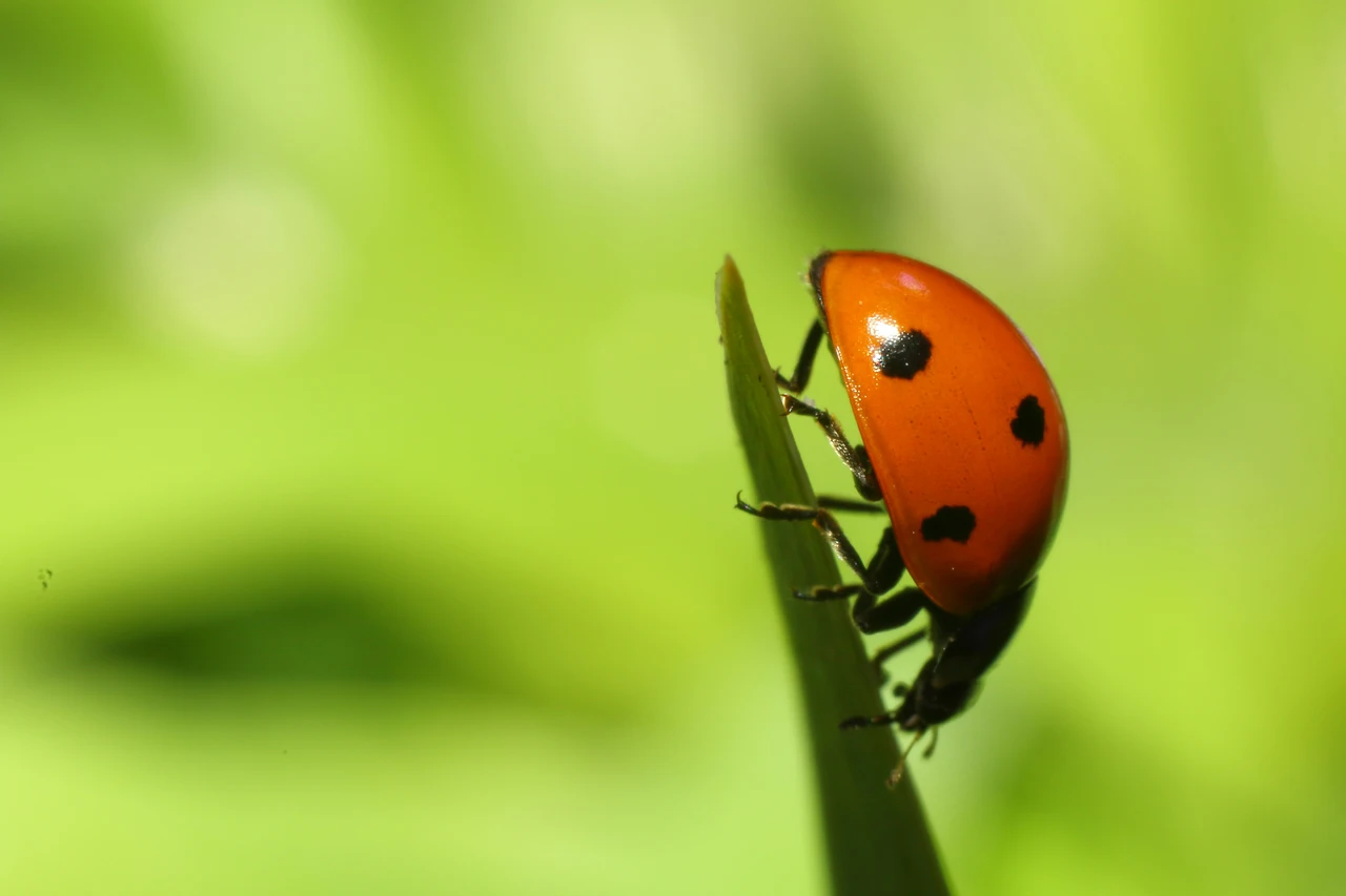 Fiori che attirano le coccinelle utili: quali scegliere per un orto sano Fiori che attirano le coccinelle utili: quali scegliere per un orto sano