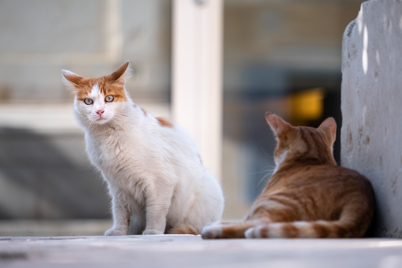 Come allontanare i gatti randagi dal giardino: il metodo naturale che funziona davvero Come allontanare i gatti randagi dal giardino: il metodo naturale che funziona davvero