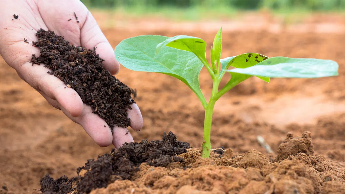 Non usare questo fertilizzante nel tuo orto: può attirare lumache e insetti
